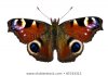 european-peacock-inachisio-butterfly-on-450w-85743313.jpg