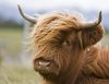 a-highland-cow-in-scotland10a132.jpg