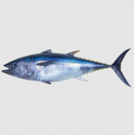 Tunas