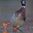 Evilducko